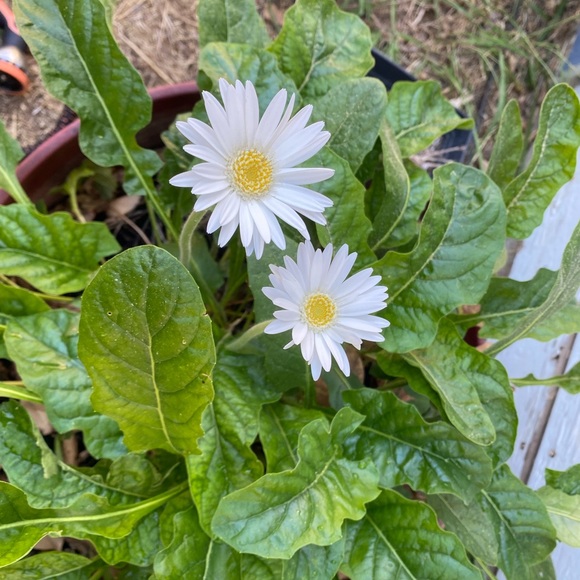 Meet your Posher, Wren - Picture 1 of 1